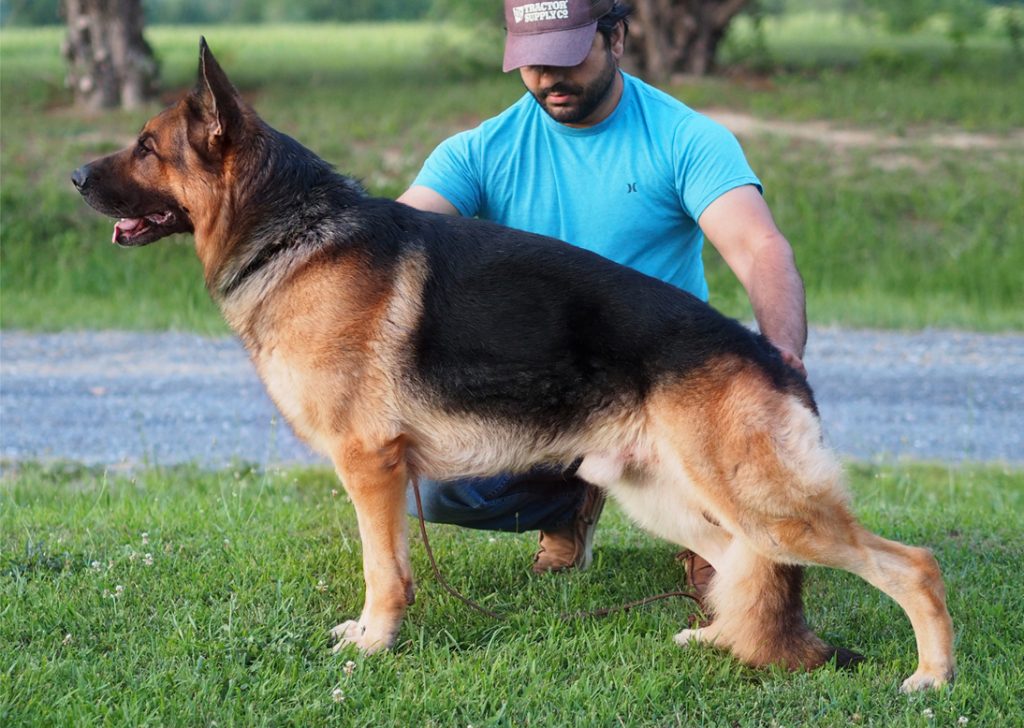 German Shepherd Stud dog Atlas von Nummer-Eins in stand position